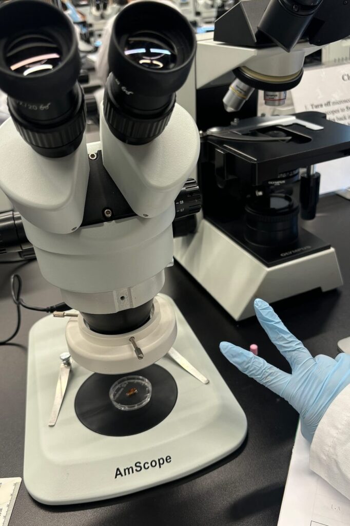 Laboratory Peptides: 16 Essential Facts Every Researcher Should Understand laboratory peptides analytical testing procedures