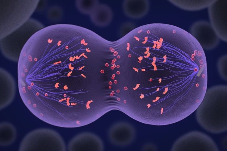 Retatrutide Research Peptides: Molecular Characteristics, Triple Receptor Activity, and Scientific Laboratory Research Guide triple receptor agonist laboratory mechanism